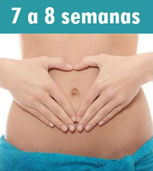 7 semanas de gestação