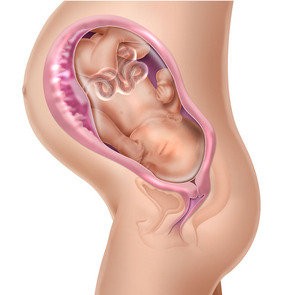semana 38