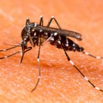 Dicas para proteger o bebê da dengue