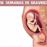 16 semanas de gravidez