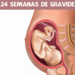 24 semanas de gravidez